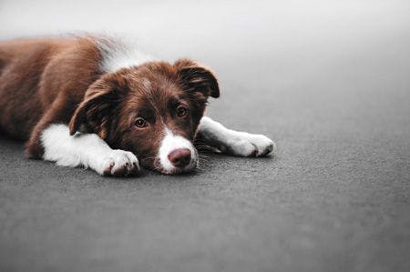 Veterinary-dog-sad-puppy-450px-shutterstock-458353849.jpg