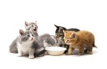 veterinary-Kittens-Eating-From-Animal-Food-Bowl_220px_108221653.jpg