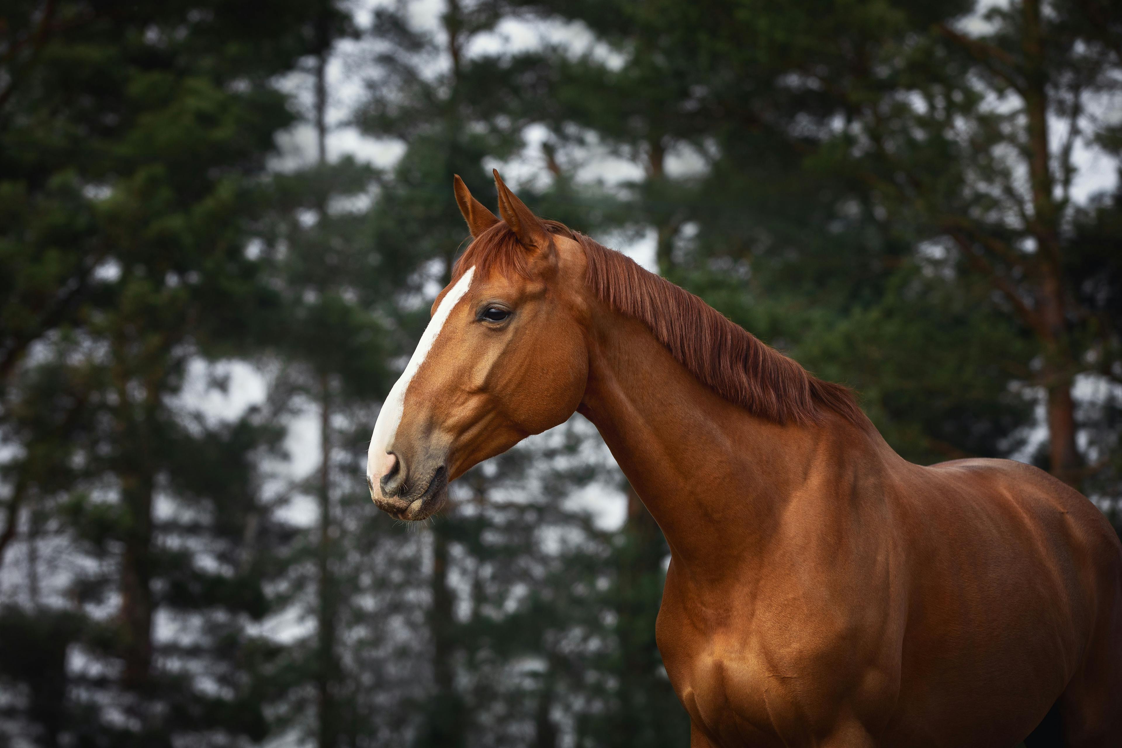 chestnut-colored horse