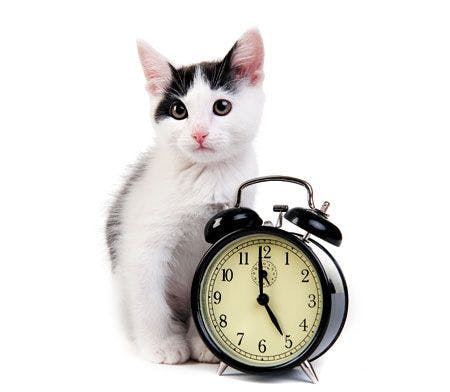 Veterinary-Kitten-sleep-with-clock_101355464_450.jpg