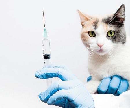 veterinary-cat-vaccine-185255650_450.jpg