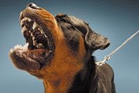 Veterinary-dog-rottweiler-angry-bark-836047-1404215055318.jpg