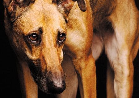 veterinary-dog-greyhound-pensive-sad-dark-167061031_450.jpg