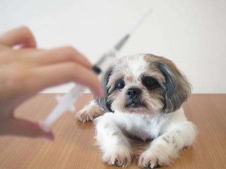 veterinary-dog-preparing-for-vaccine-450px-shutterstock-682591882.jpg