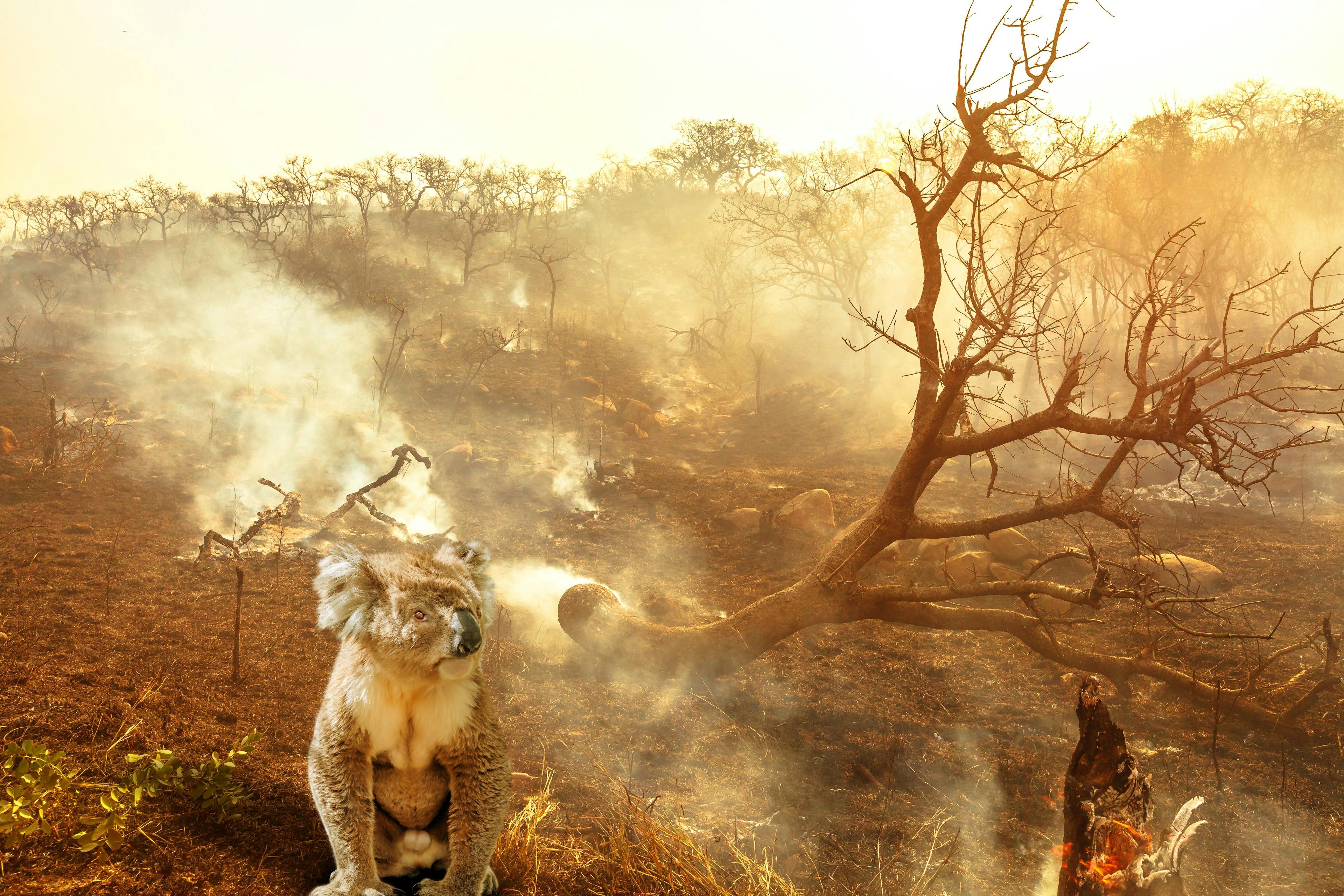 Podcast: Australian fires’ toll on veterinarians