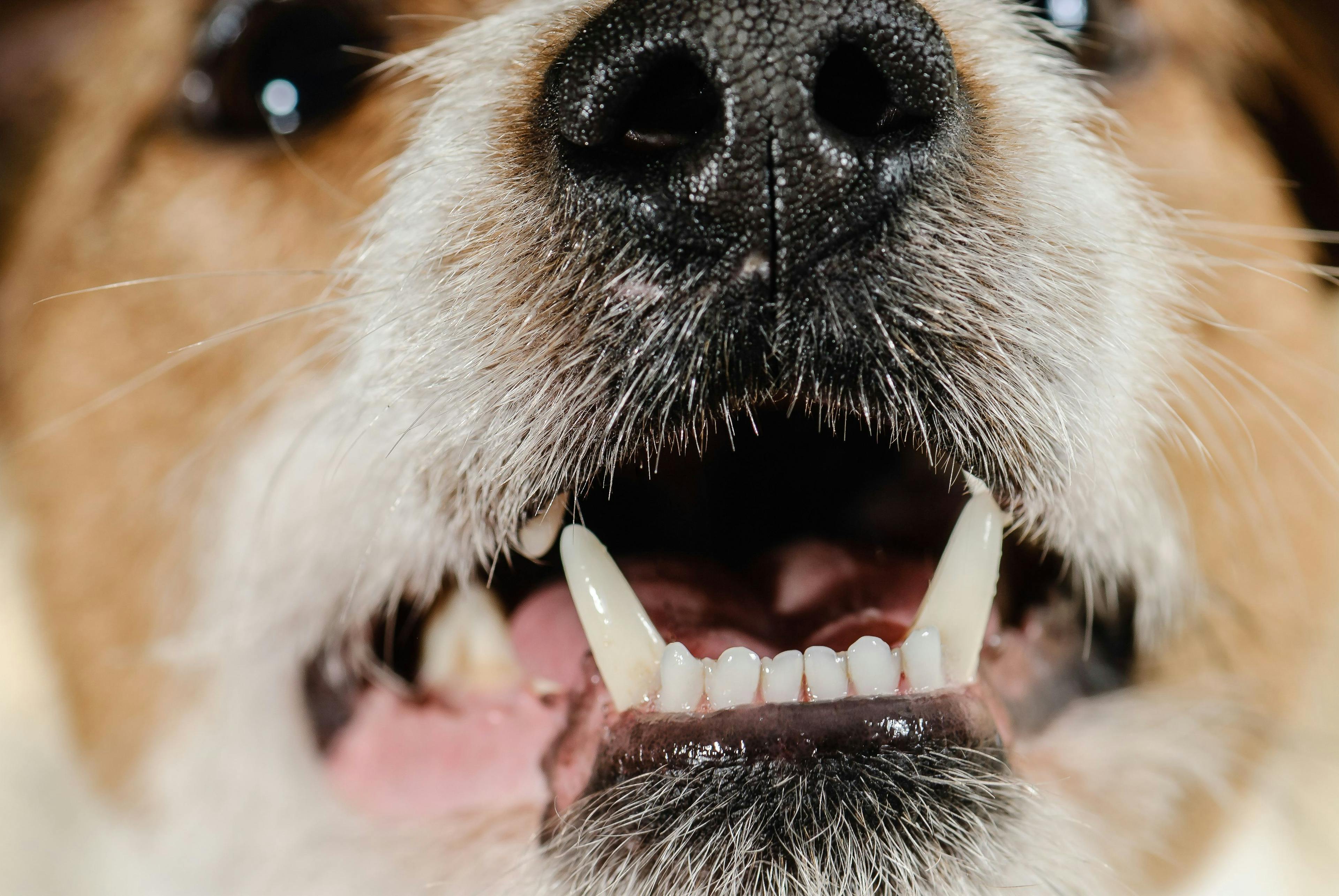 AVMA sponsors National Pet Dental Month