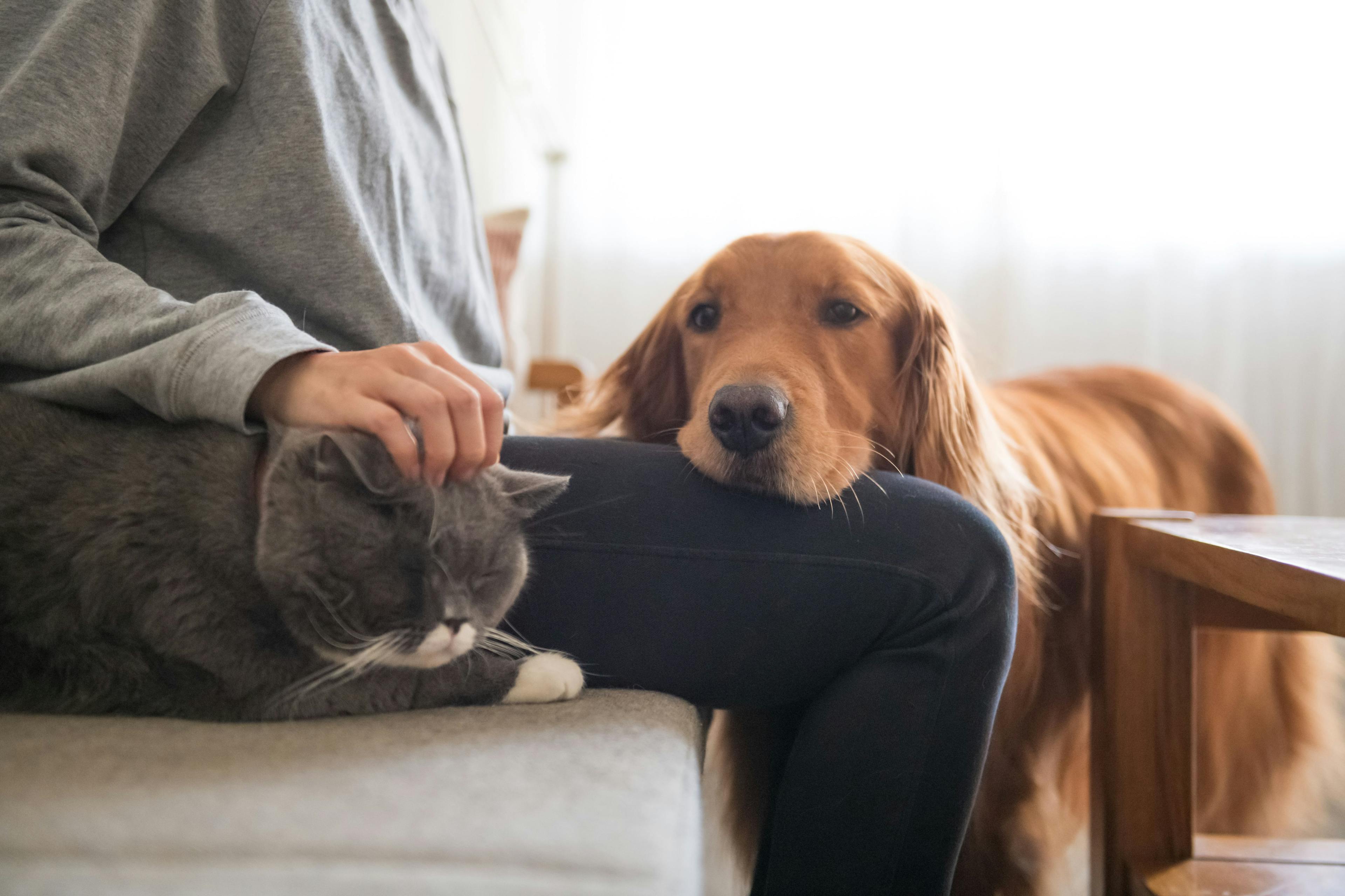 dog and cat with owner