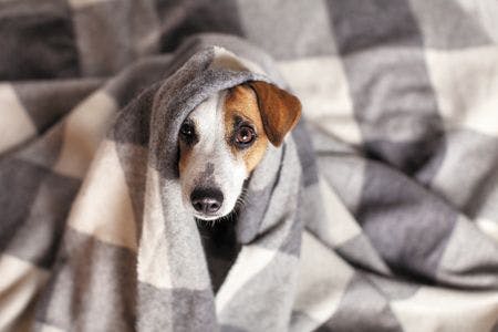veterinary-dog-under-a-blanket-450px-shutterstock-726710071.jpg