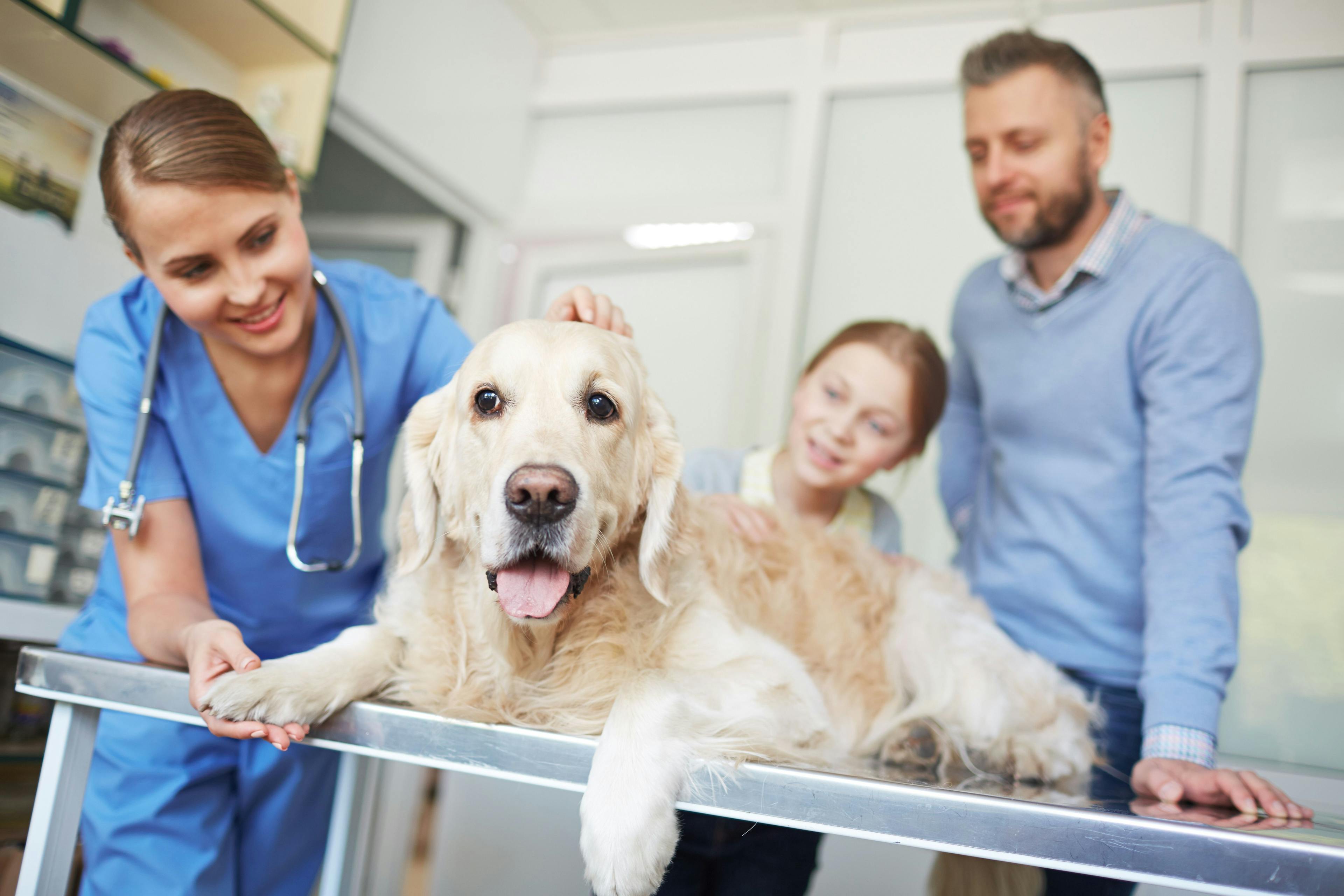 veterinarian exams dog with pet owners in room