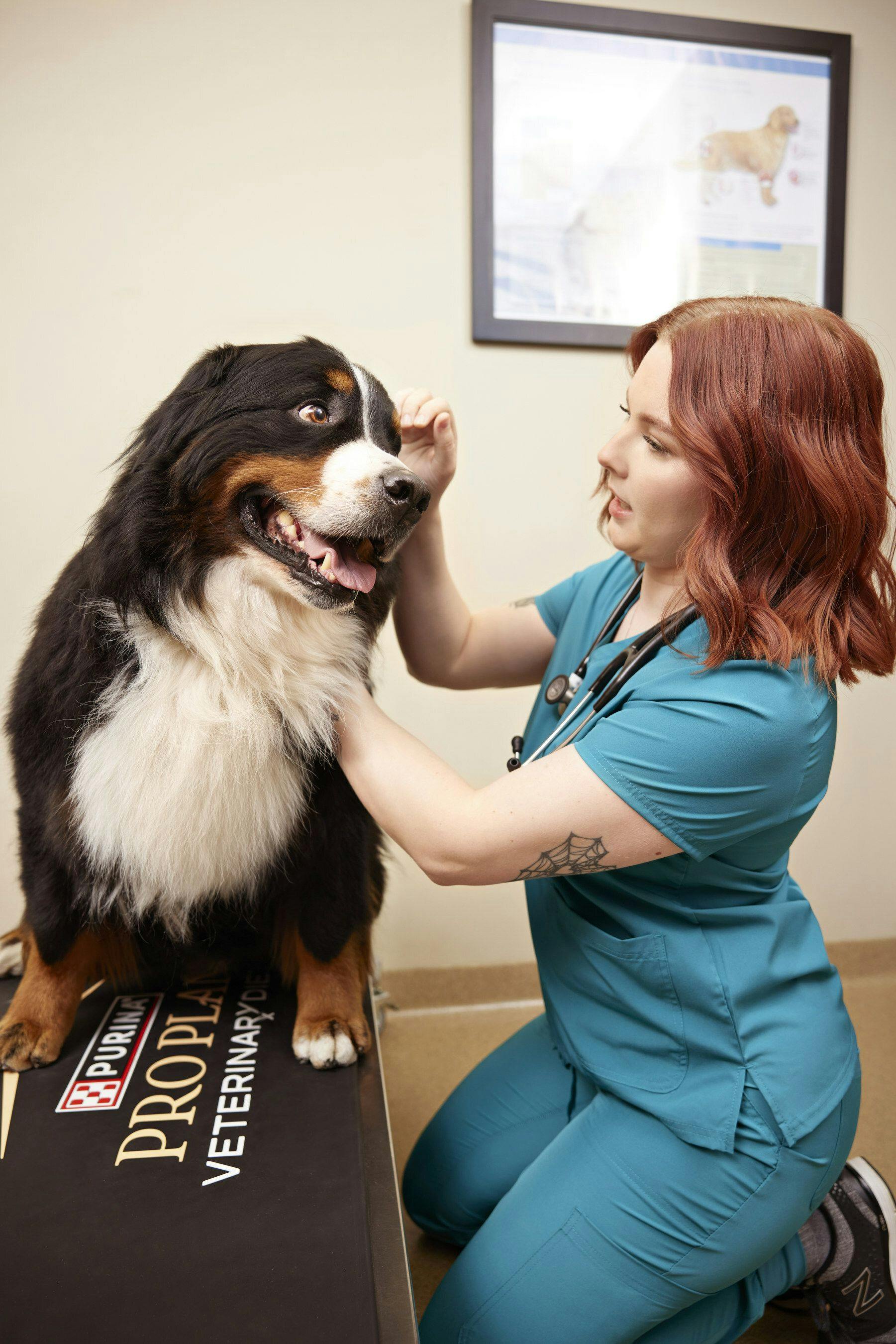 Survey results show the current state of the veterinary profession