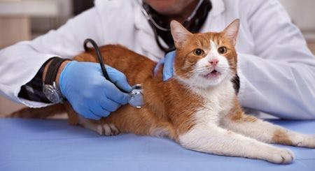 veterinary-preventive-care-for-young-healthy-pets-in-vet-clinic-shutterstock-575564770_450.jpg