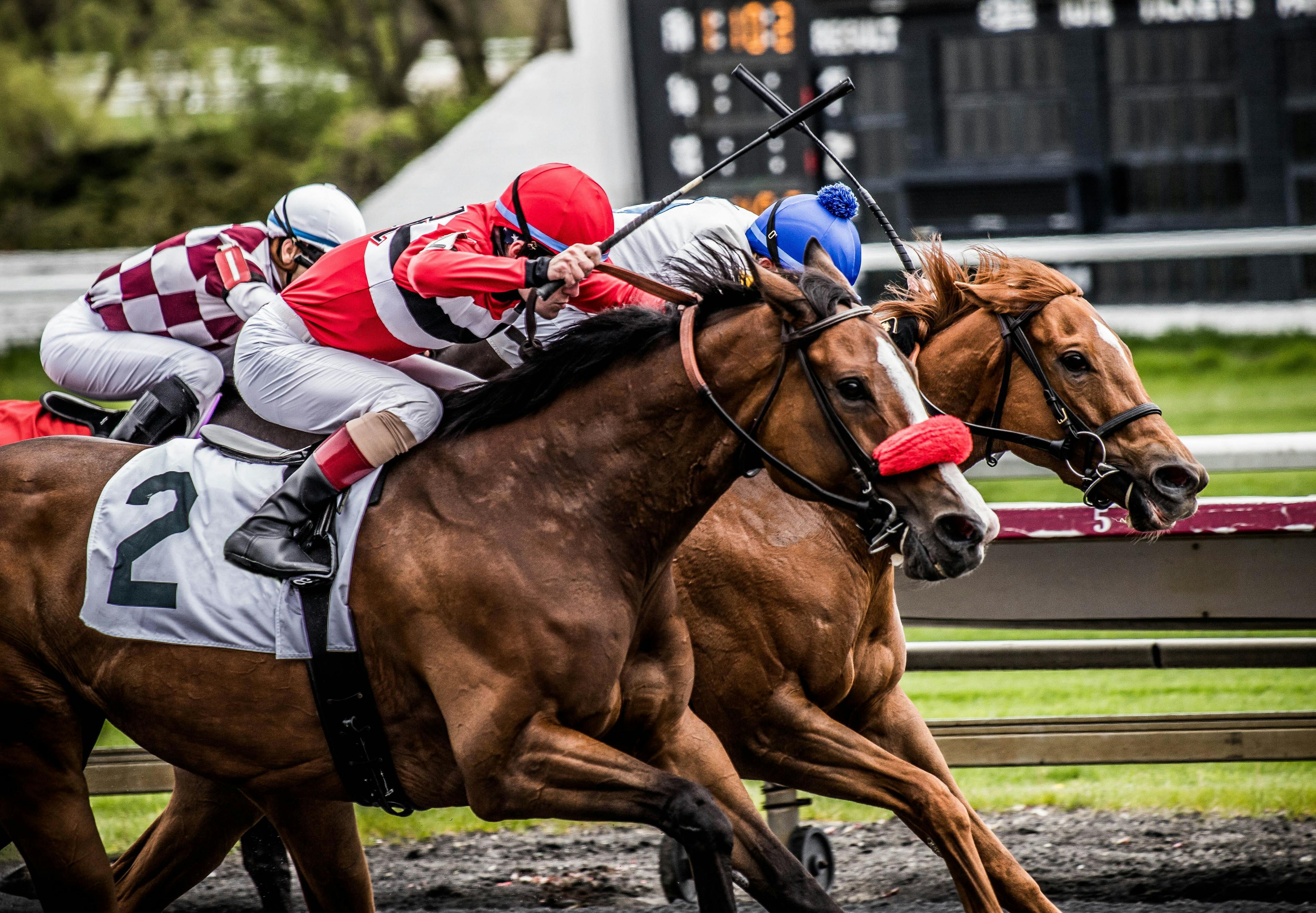 Researchers investigate effects of furosemide on racehorses 