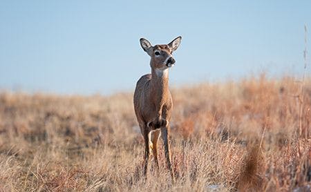 veterinary-deer-hunt-AdobeStock_295492730-450.jpg