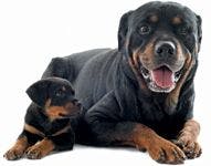veterinary-dog-rotweiler-adult-puppy-155986955-823634-1404217369462.jpg