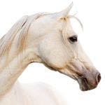 Veterinary_equine_gray_horse-801508-1384154531874.jpg