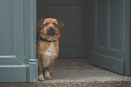 Veterinary-dog-watching-doorway-AdobeStock_103642774_450.jpg