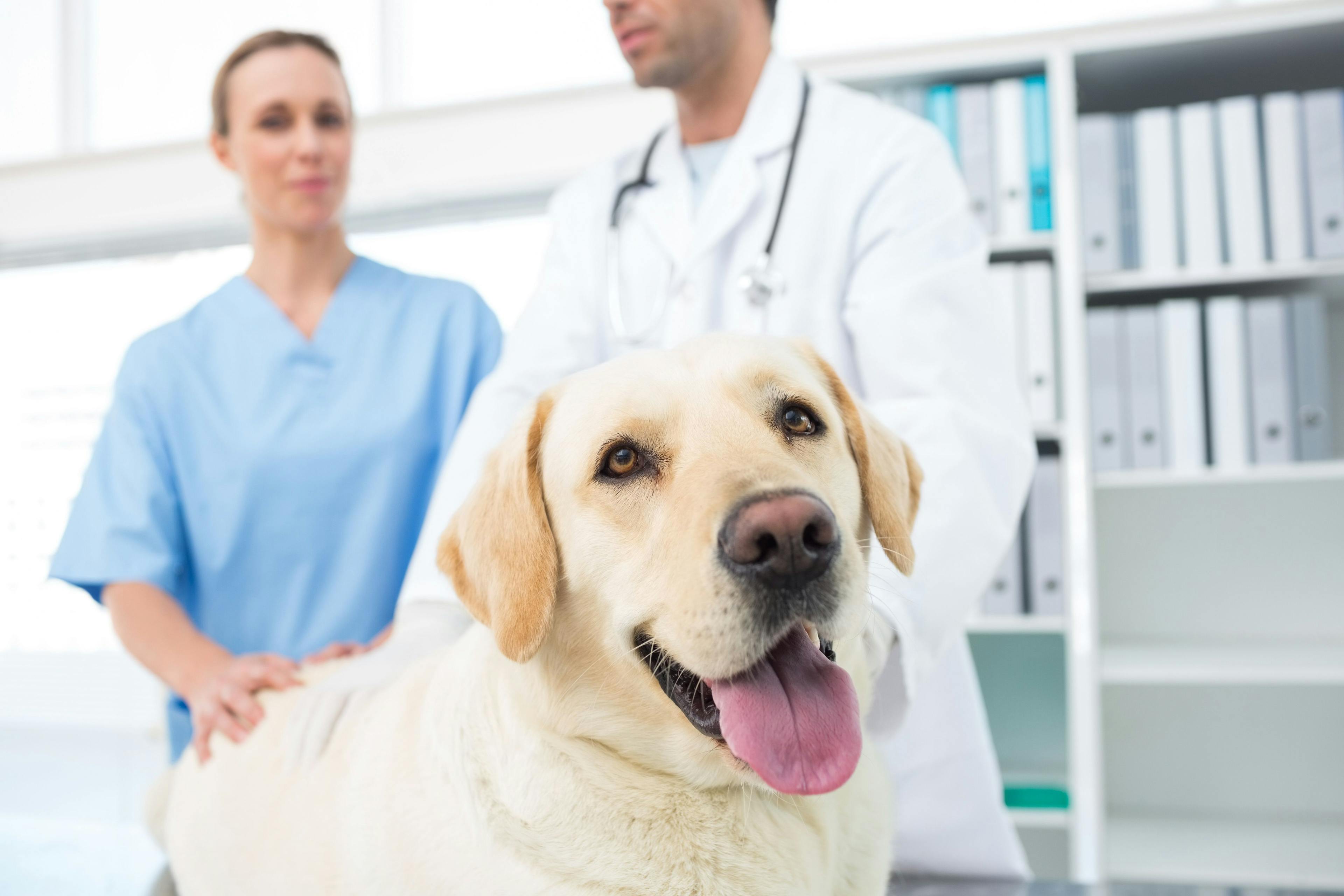 FDA makes decision for tissue-based canine product 
