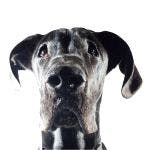 Veterinary-Black-Dog-484189919.jpg