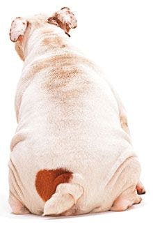 veterinary_dog_back_fat_obesity.jpg