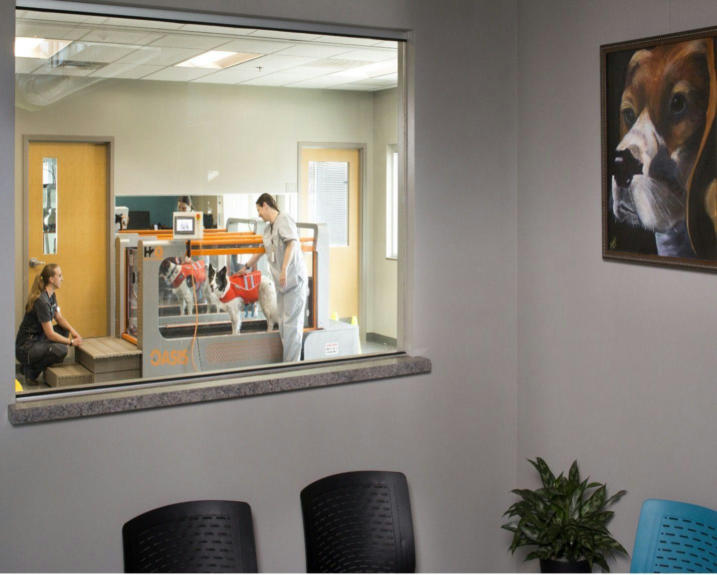 Rehabilitation area located off the main lobby at Wheat Ridge Animal Hospital by Ethos in Wheat Ridge, Colorado. (Photo by Murphy Foto Imagery)