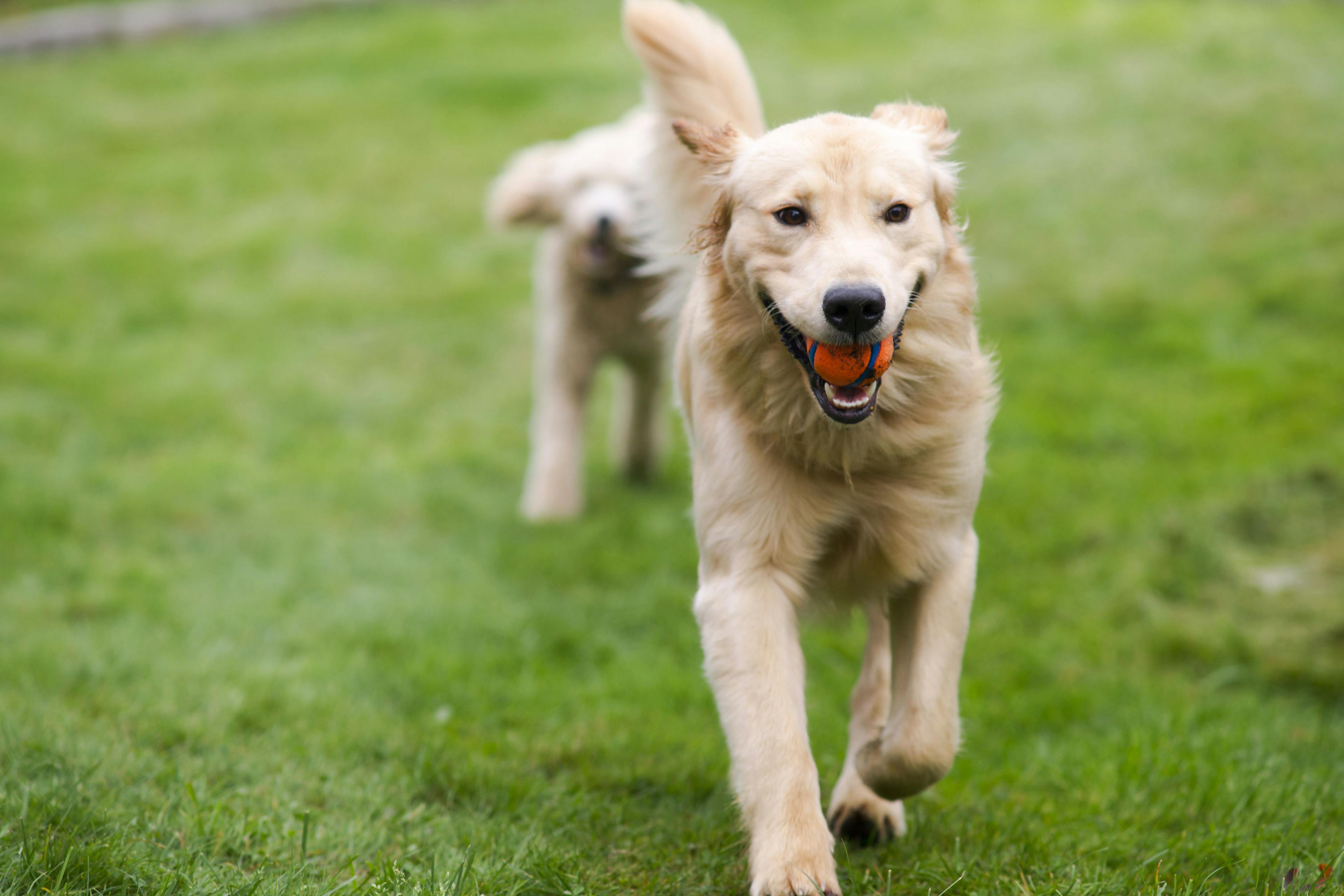 golden retriever dog running in field with a tennis ball