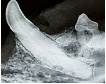 The ABCs of veterinary dentistry: X is for intraoral x-rays 