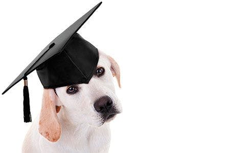 Veterinary-Graduate-Labrador-puppy-dog-shutterstock-255010681-450.jpg