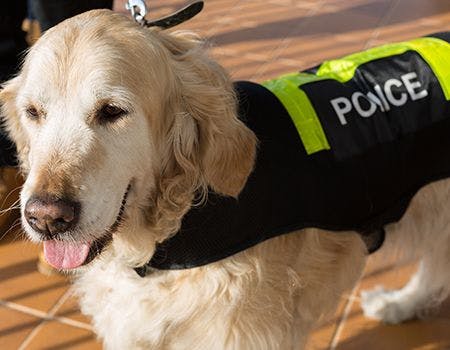 veterinary-police dog-main.jpg