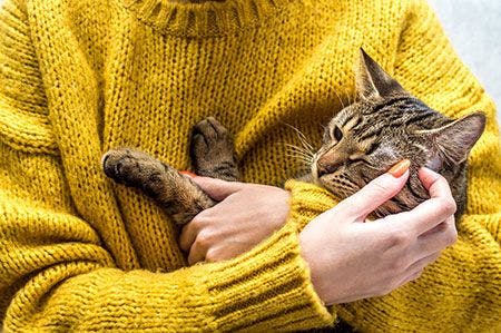 Veterinary-cat-hold-AdobeStock_239295124_450.jpg