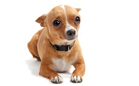 152549619-scared-chihuahua-with-his-ears-down-gettyimages_450.jpg