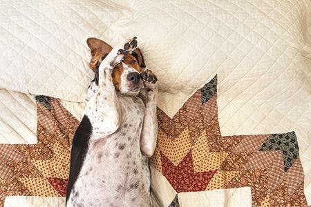 veterinary-treeing-walker-coonhound-dog-lying-upside-down-sleeping-on-human-bed-with-quilt-looking-relaxed-pampered-cozy-comfortable-450px-shutterstock-245656780.jpg