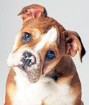 veterinary_english_bulldog_puppy-787077-1384159361966.jpg