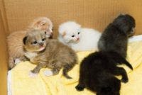 veterinary_kittens1109-638165-1384413929829.jpg
