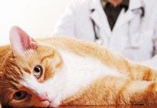 veterinary_cat_220.jpg