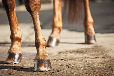 veterinary-Horses-Legs-and-Hooves_450px_185282648.jpg