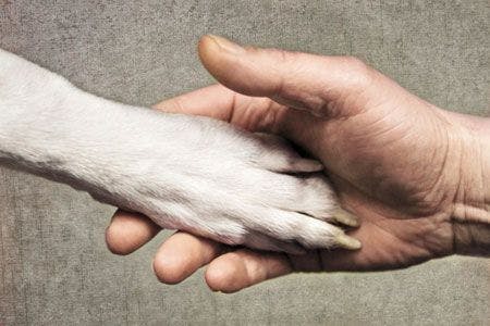 Veterinary_veterinary-Hand-and-dog-paw_450px_136390462.jpg