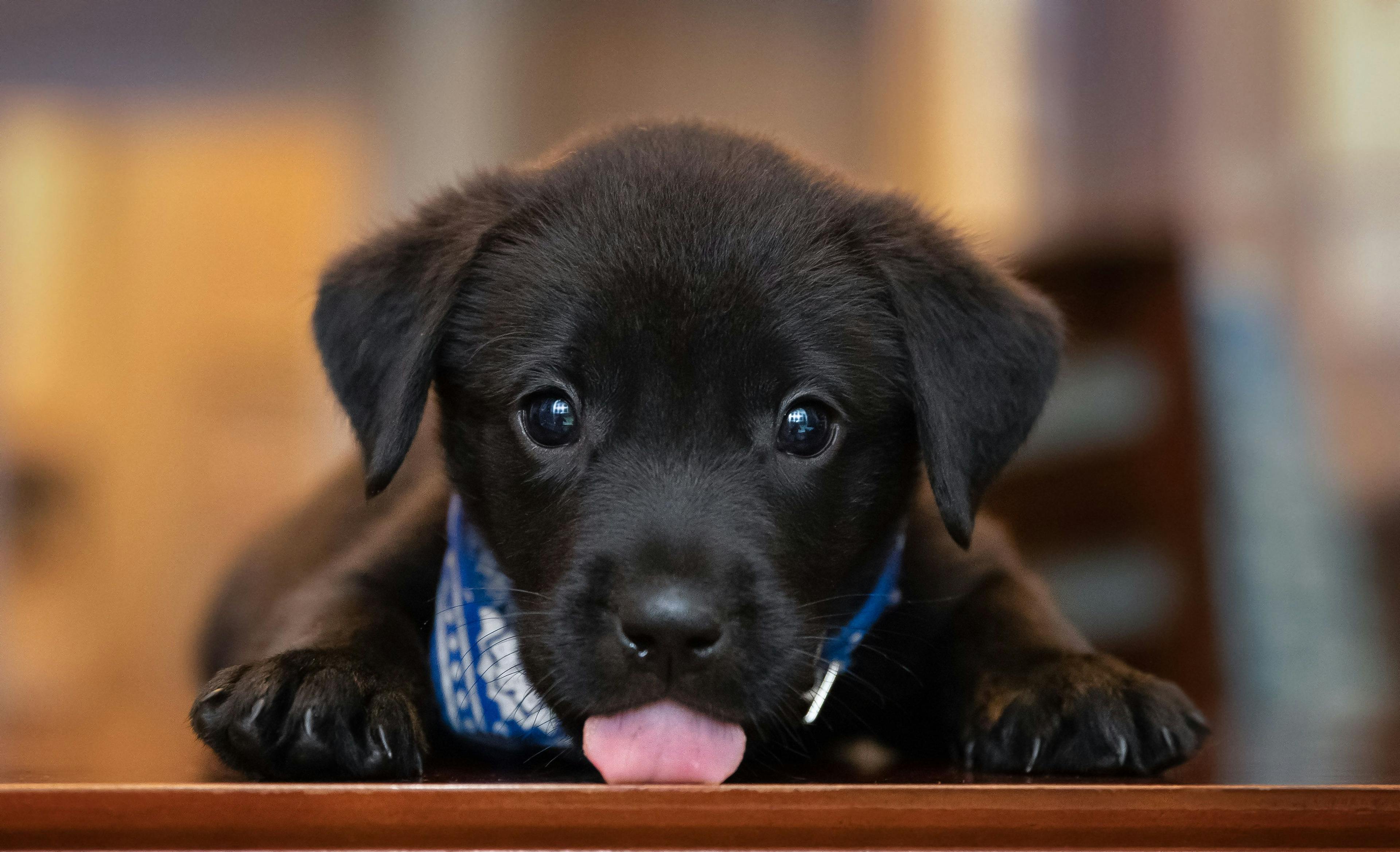 cute black lab puppy 