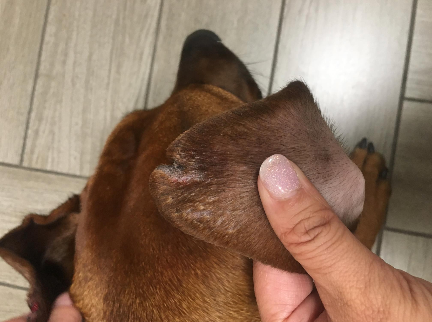 Dog with ear lesion