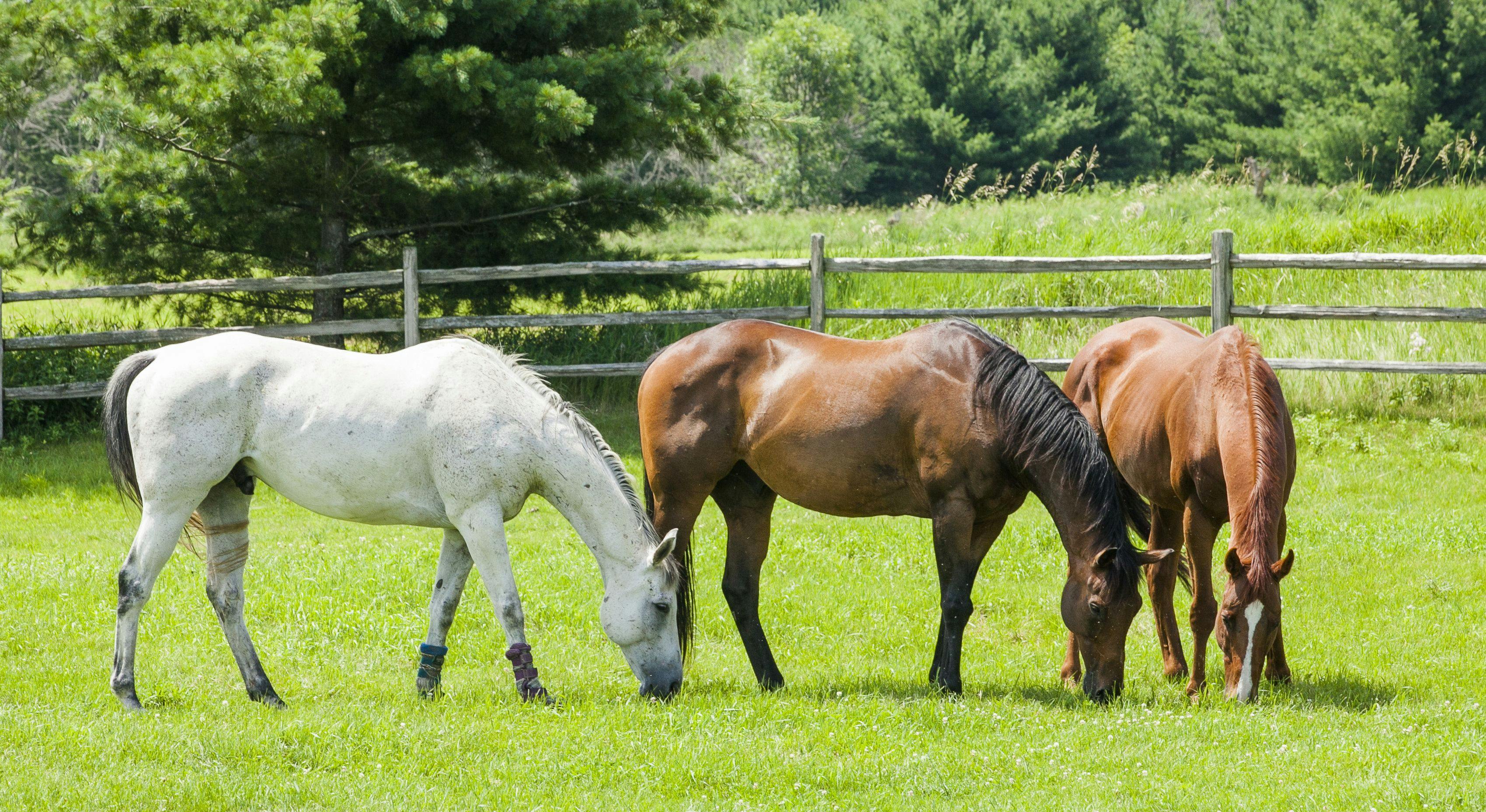horses grazing in pasture