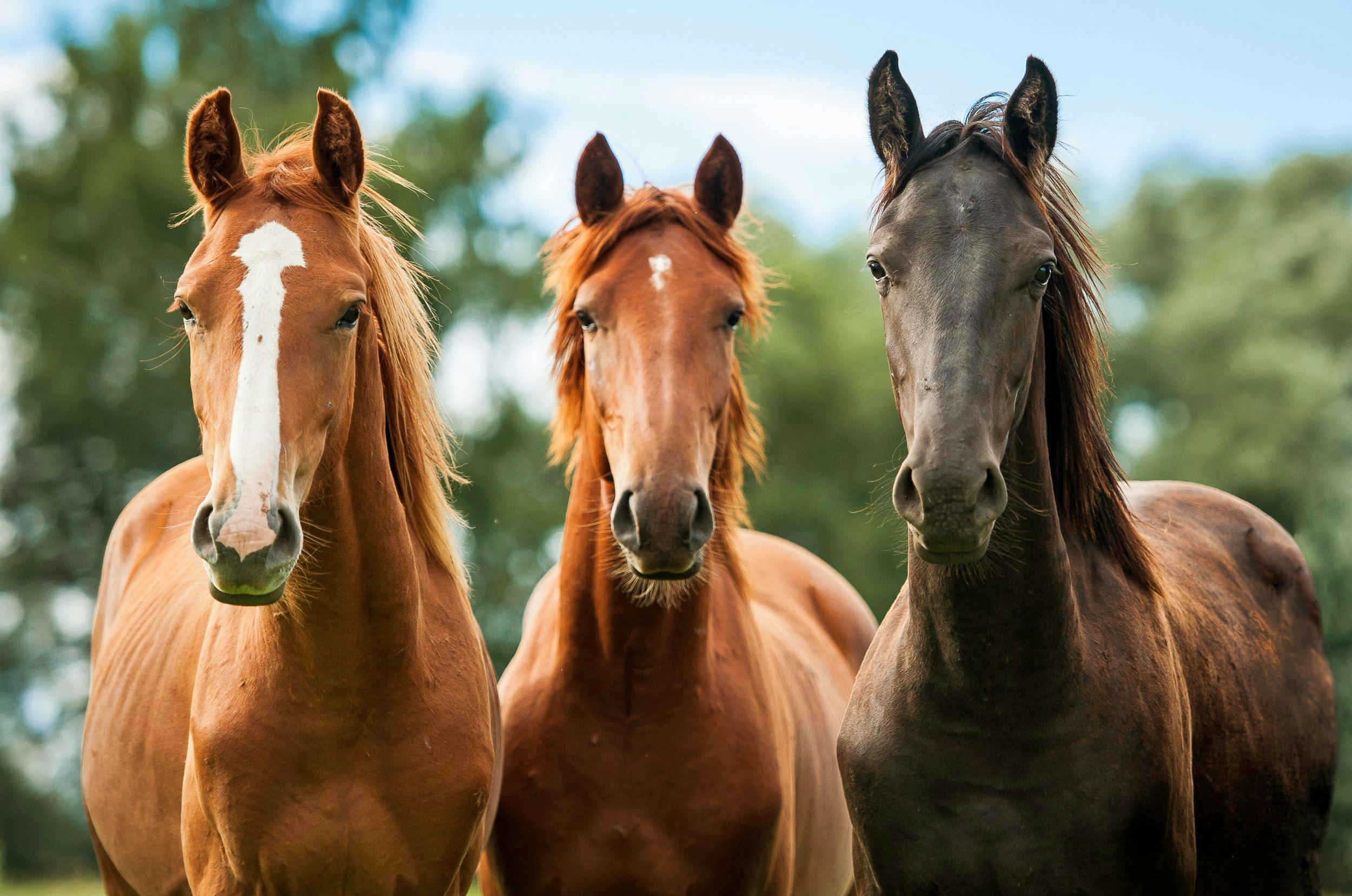 Hold your horses: External factors that influence circadian rhythms in horses