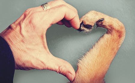veterinary-dog-person-making-heartshape-shutterstock-260692589450.jpg