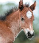 veterinary-foal-horse-15718-814507-1382842187931.jpg