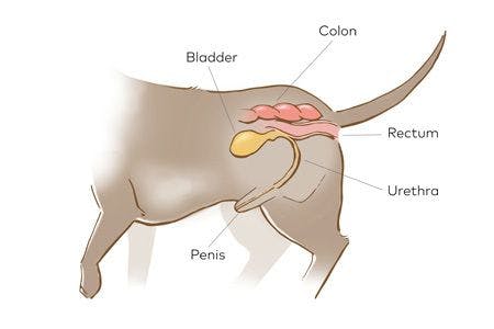 veterinary-pinch-and-flush-diagram-1-450.jpg
