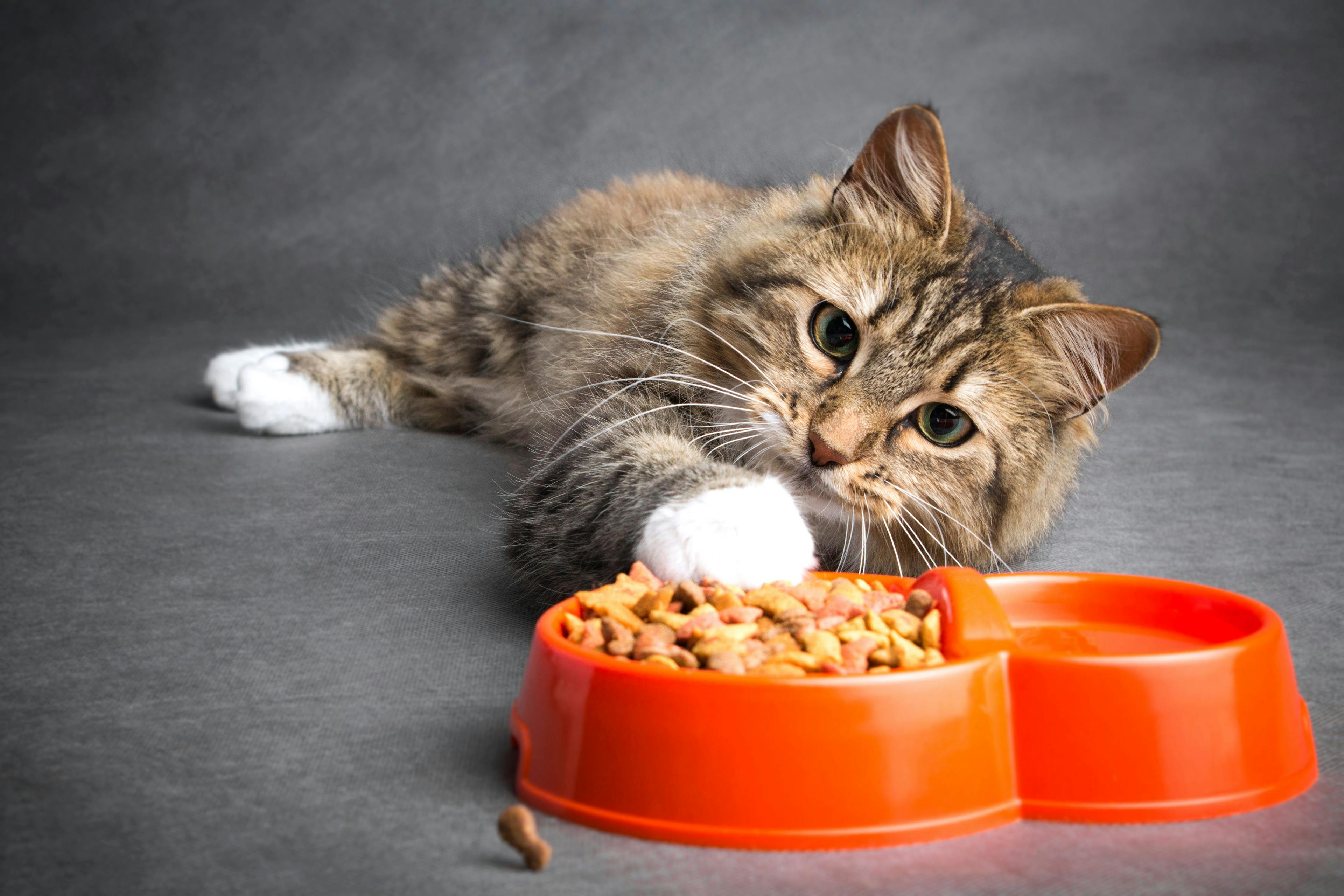 The ingredients for feline weight loss