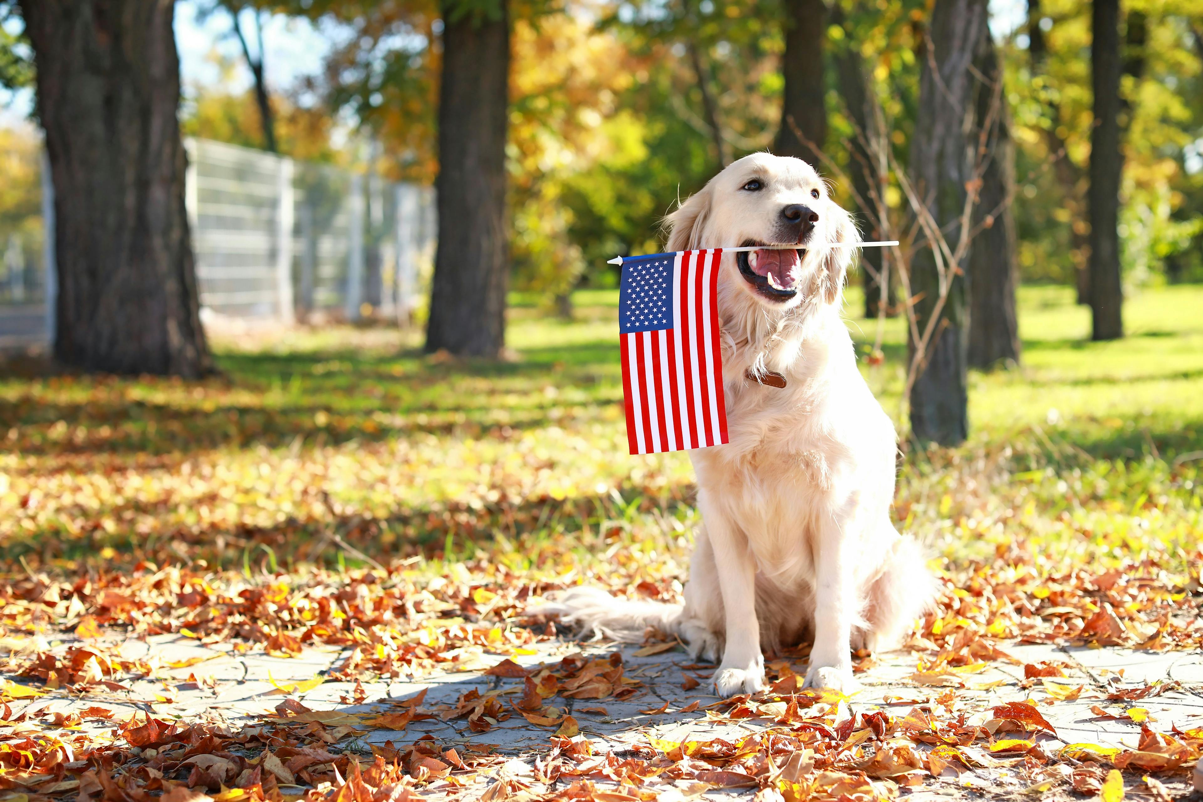 Petco Love donates $1 million to Helping Heroes this Veterans Day 