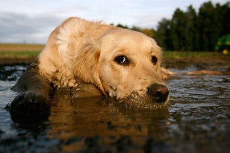 veterinary-dog-muddy-puddle-114390260_450.jpg
