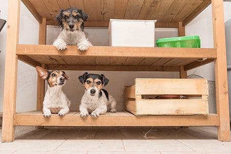 veterinary-jack-russel-terriers-storage-shelves-dogs-AdobeStock_132467942-450.jpg