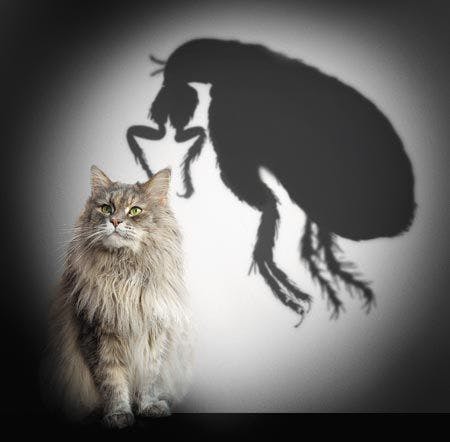 veterinary-cat-flea-shadow-450px-shutterstock-186582395.jpg