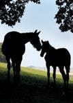Horse_mother_foal-804219-1384153075397.jpg