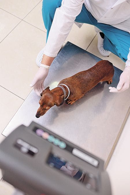 veterinary-a-veterinarian-weighs-a-dog-in-a-modern-450px-shutterstock-1011805174.jpg